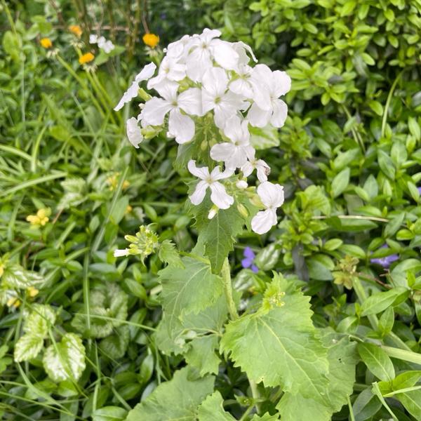 Judaspenning (Lunaria annua)